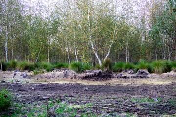 Ausgetrocknete Moorfläche mit Birkenwald, trockenes Moorgebiet in NRW mit Birkenbäumen im...