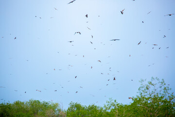A flock of eagles flies to fnb. Golden eagles in free flight. Wild birds of prey gathered in a flock and fly above the ground.