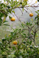 A branch of an orange tree with orange fruit. A rainy day.