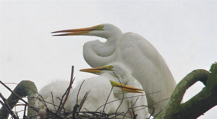 Two great egrets nesting together in a tree with their beaks open