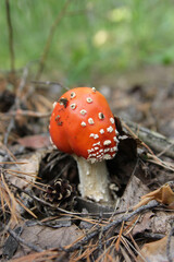 Close-up of a toadstool in the forest