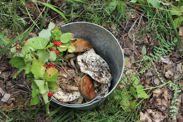 Fresh mushrooms and berries in a bucket outdoors in the forest