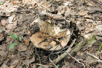 The white edible mushroom grows among fallen leaves in the open air in the forest