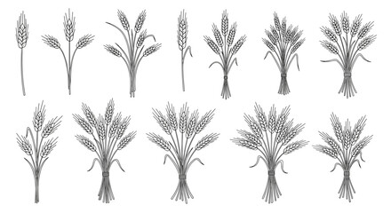 A collection of decorative line art illustrations of wheat sheaves and individual stalks.