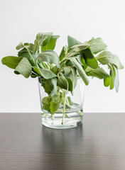 fresh sage herb on a white background with bright kitchen light