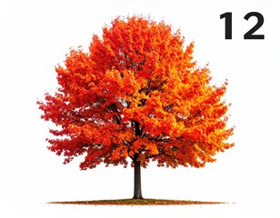 Vibrant red maple tree on a stark white background
