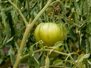 Striped Green Tomato Growing on the Vine