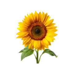 Obraz premium A vibrant fully bloomed sunflower with green leaves isolated on a transparent background