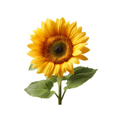 Fototapeta premium Vibrant yellow sunflower with green leaves and stem isolated on transparent background