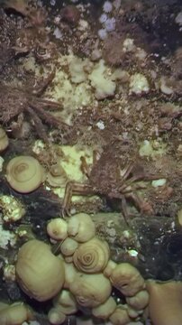 In the frigid waters beneath the Arctic ice, a spider crab navigates a vibrant seaweed leaf. This creature meticulously scavenges for food amid the rocky seabed of the White Sea.