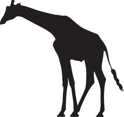 Giraffe silhouette, standing giraffe silhouette on white background