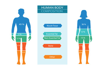 Comparison of healthy male and female body composition. Human body composition chart vector illustration.