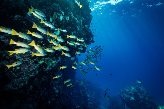 blue stripe snapper in the Red Sea