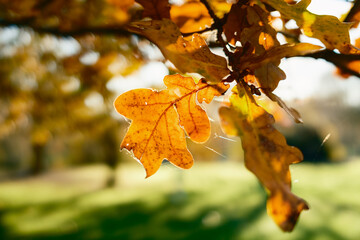 Sulight Over The Yellow Leaves During Fall