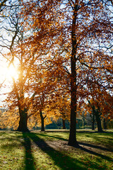 Fototapeta premium Light And Shadows During The Day In The Autumnal Park 