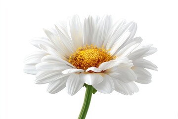 A single, pristine white daisy with a vibrant yellow center, isolated on a stark white background, displays delicate petals and a slender green stem