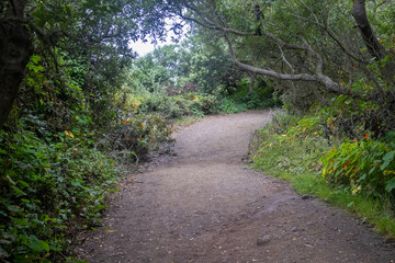 Forest Path with Wild Blooms