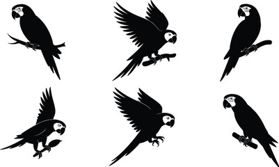 Obraz premium Parrot silhouette vector illustration, flying bird poses, tropical wildlife scene, black flat design, cad drawing flat vector illustration