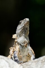 iguana on a tree