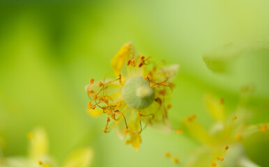 fresh linden flowers