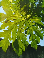 green maple leaves