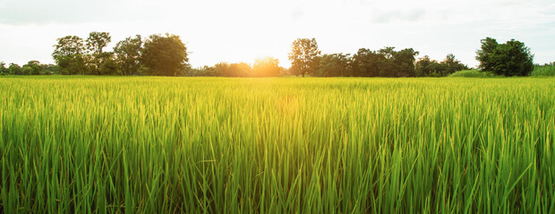 green rice fields, orange sunlight, sky, nature, farming, farmers