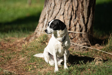 a dog on a chain is waiting