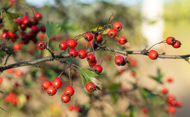 background of red hawthorn berries