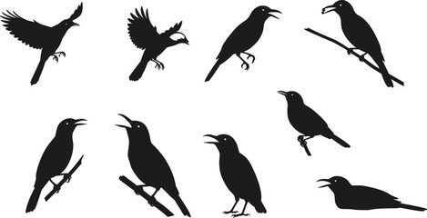 Obraz premium Silhouette vector illustration of birds flying, perched, singing, and feeding on branches, black crow shapes collection for wildlife art design.
