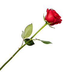 Obraz premium Single red rose on a transparent background for design projects