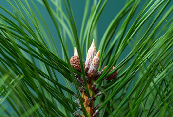  background of pine needles
