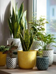 Sunny Houseplant Collection by Window