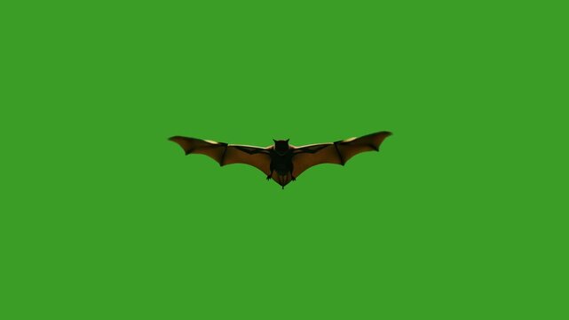 Halloween bat flying on a green screen background