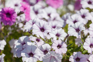 A bunch of white flowers with purple centers