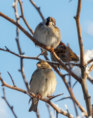 Two birds are sitting on a branch