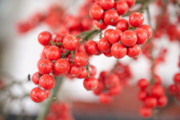 Red palm tree fruit of dwarf royal palm or christmas palm, Adonidia merrillii, bright ripe berry
