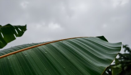 Rain-speckled banana leaf stretching wide under a monsoon sky
