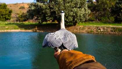 A close-up of a heron perched on someone's hand near a body of water