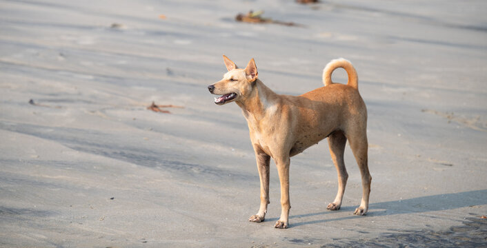 Homeless street dog sleeping on the beach of Goa, India, abandoned and unhappy, stray pet, indian pariah dogs