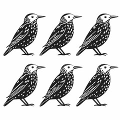 Fototapeta premium Six european starlings standing in a group, vector illustration style