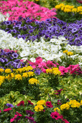 Obraz premium A huge arrangement of colorful spring flowers / カラフルな春の花々の巨大な寄せ植え