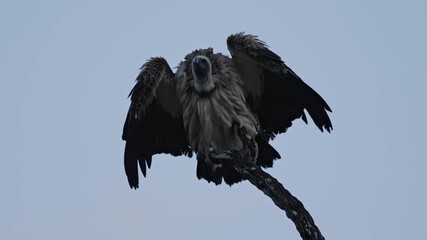 A white backed vulture drying its feathers in the wind