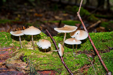 Clusters of mushrooms grow on a moss-covered log in a vibrant green forest