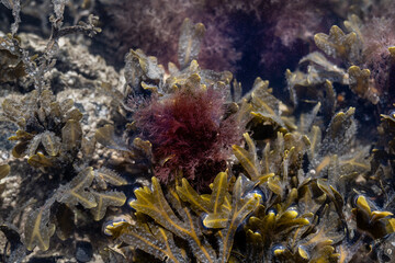 Braunalgen und Rotalgen im klaren Meerwasser