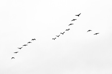 Migratory birds fly to tropical regions .