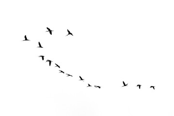 Migratory birds fly to tropical regions .
