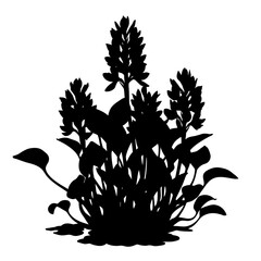 Silhouette of a lush flowering aquatic plant with broad leaves and tall bloom spikes isolated on white. silhouette flat design vector illustration white background