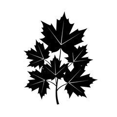 Black maple leaves silhouette graphic design element for autumn and fall themed projects silhouette flat design vector illustration white background