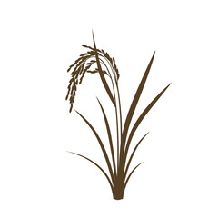 Detailed image of a ripe rice plant with grains and leaves isolated on white silhouette flat design vector illustration white background