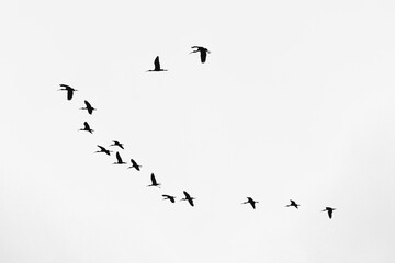 Migratory birds fly to tropical regions .